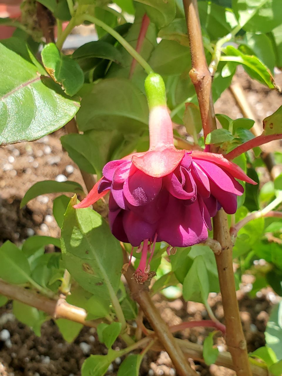 CLOSE-UP OF FRESH PINK FLOWERING PLANT