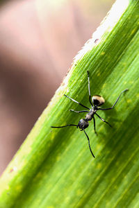 Close-up of insect on leaf