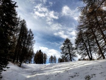 Pine trees on snow covered land against sky