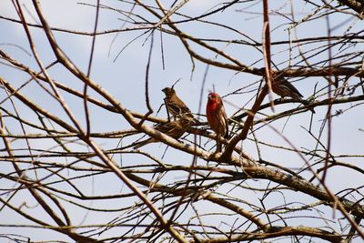 Low angle view of birds perching on bare tree
