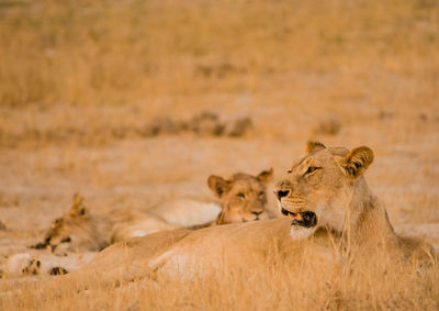 Lioness in the savannah of in zimbabwe, south africa