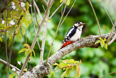 Close-up of bird perching on tree