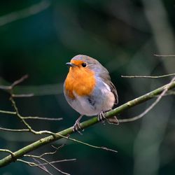 Close-up of bird perching on branch