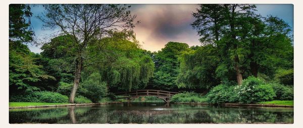 Reflection of trees in river