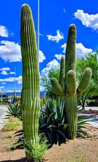 Cactus growing on field against sky