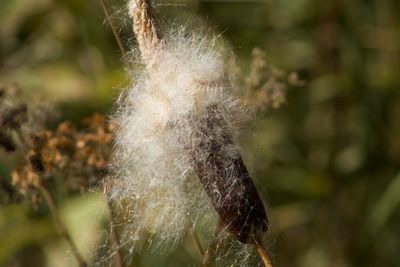 Close-up of dandelion on plant in forest