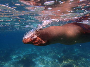 Close-up of fish swimming in sea