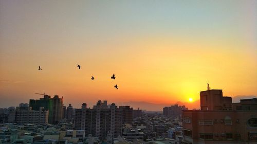 Silhouette birds flying over city against sky during sunset