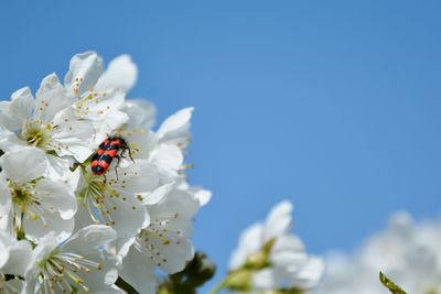 Close-up of insect on white cherry blossom and many blue sky 