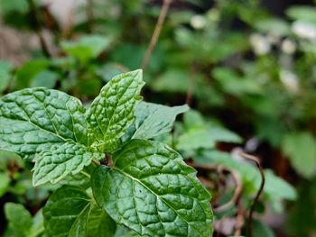 Close-up of mint leaves