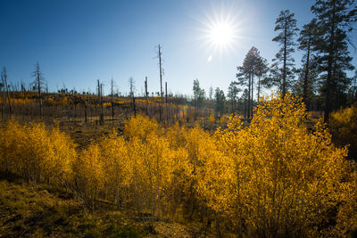 Yellow flowers growing on landscape against sky