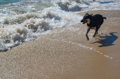 Dog running on beach