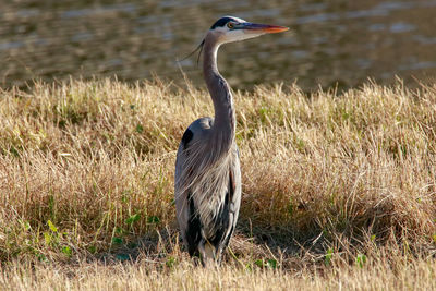 Gray heron on field