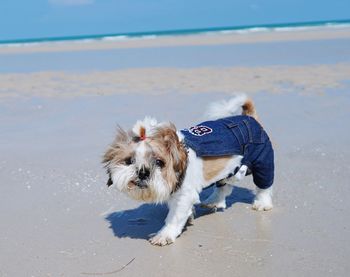 Portrait of dog standing at beach