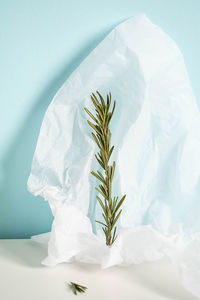 Creative still life of rosemary twig and parchment paper. minimalism style.