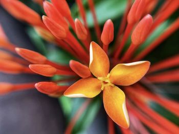 Close-up of orange flowering plant