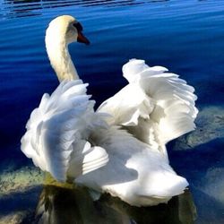 Birds floating on water