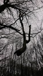 Low angle view of silhouette bare tree against sky