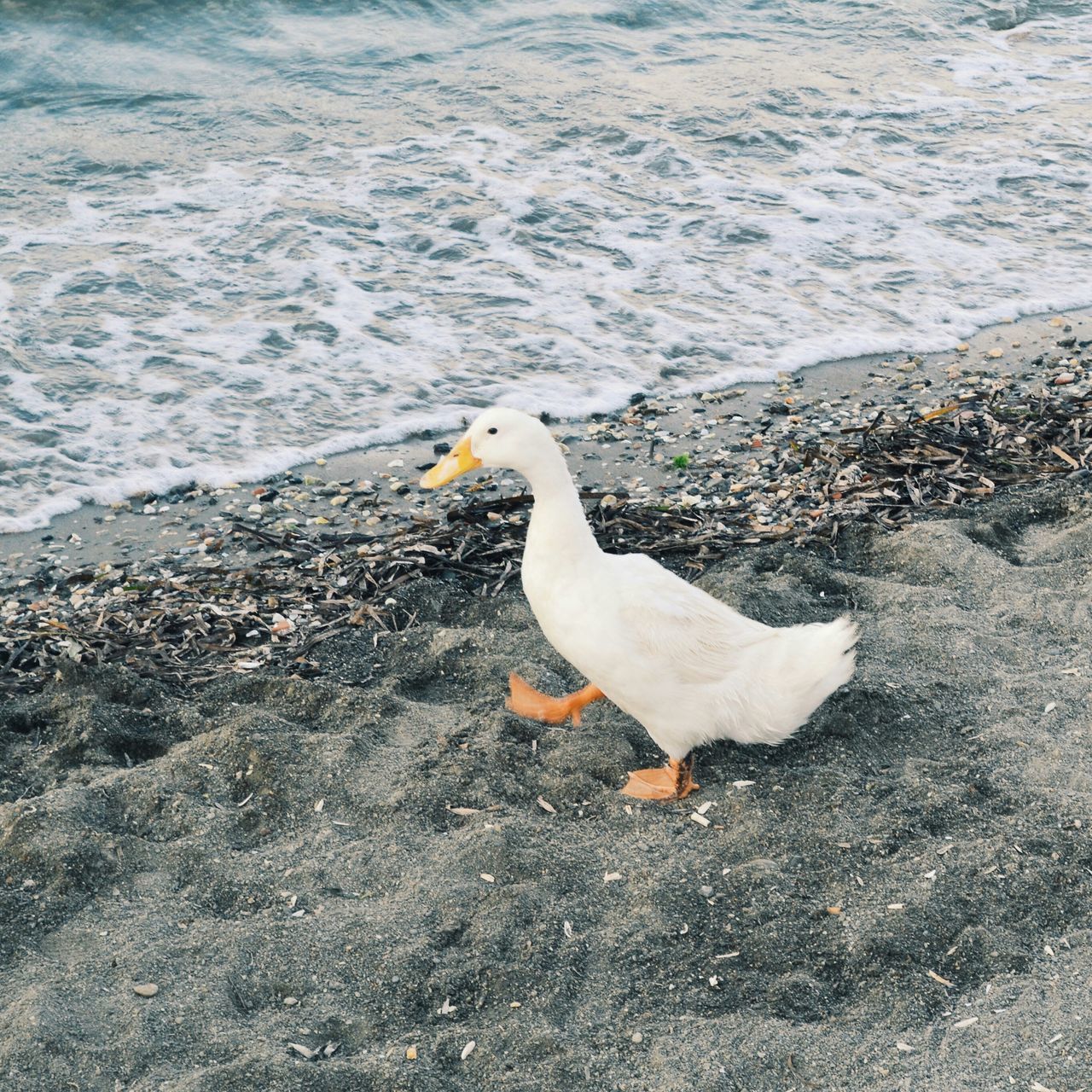 bird, animal themes, animals in the wild, one animal, wildlife, water, seagull, white color, high angle view, nature, sea, beach, shore, lake, no people, outdoors, beak, full length, side view, day