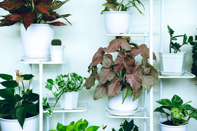 Potted plant on table at home