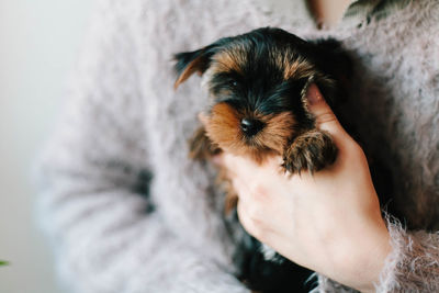 Close-up of hand holding puppy