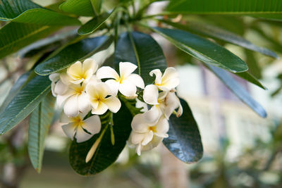 Close-up of white flowers blooming on tree