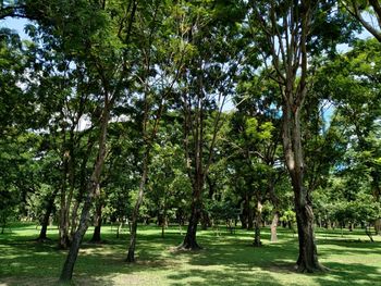 Trees in park