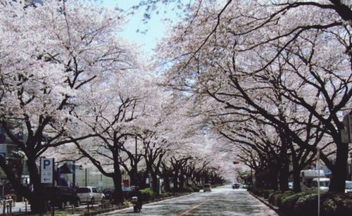 Low angle view of cherry trees against sky