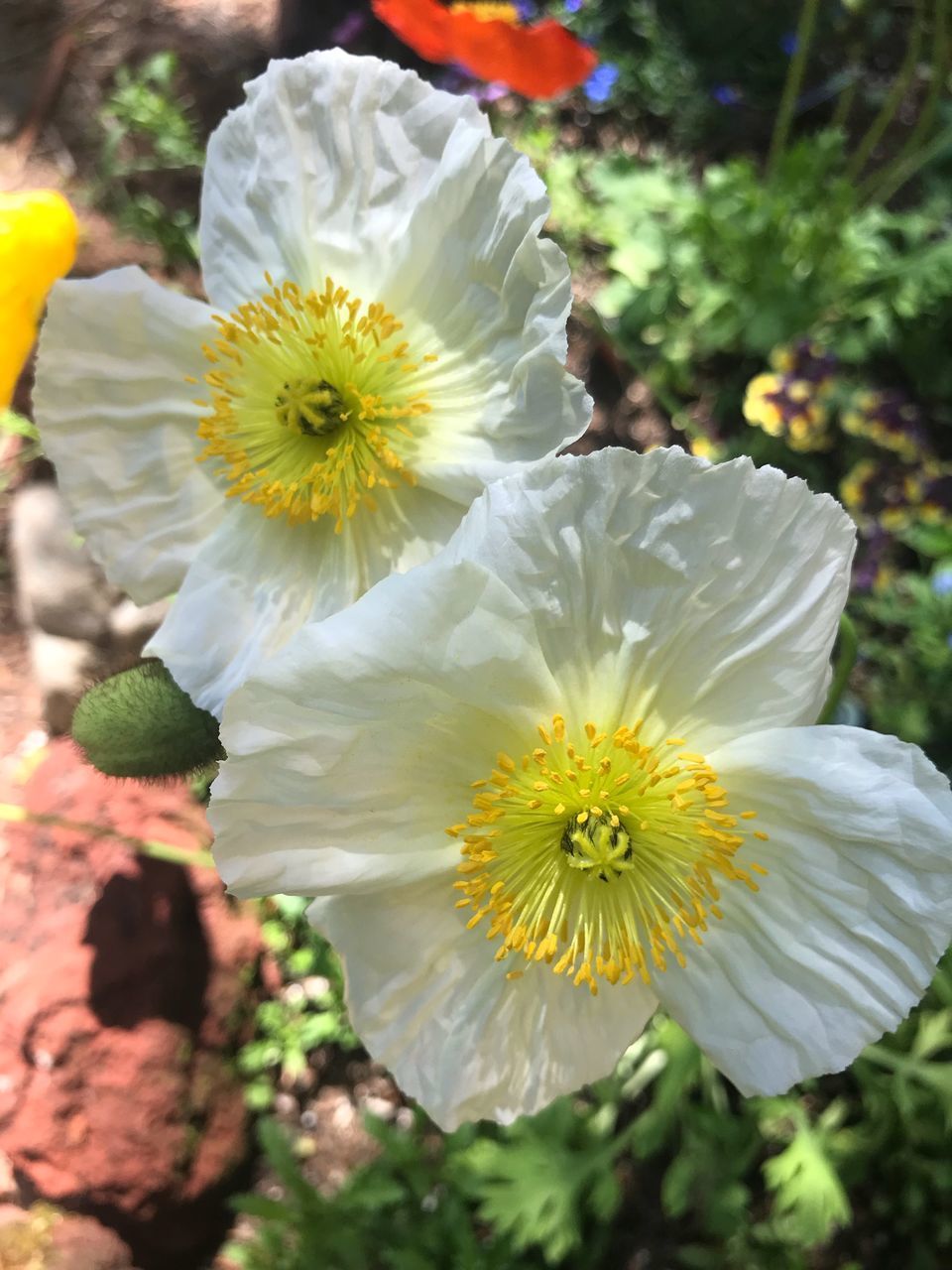 CLOSE-UP OF WHITE FLOWERS