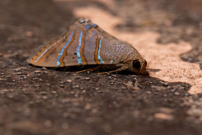 Close-up of insect on wood