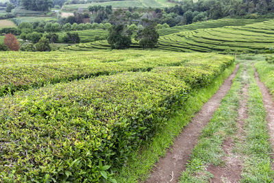 Scenic view of agricultural field