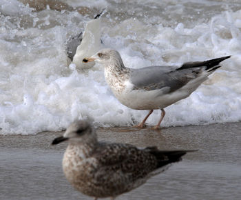 Close-up of seagull on beach