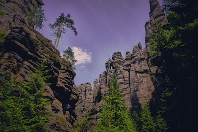 Low angle view of trees on rock against sky