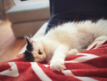 Close-up of cat lying on bed at home