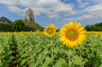 Sunflowers is blooming in the sunflower field with big mountain and blue sky background.