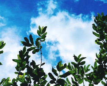 Low angle view of fresh green plants against sky