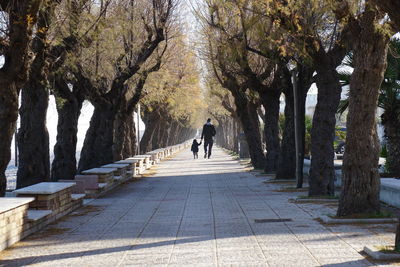 Rear view of man walking on footpath amidst trees