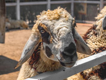 Close-up portrait of a goat