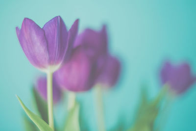 Close-up of flower against sky