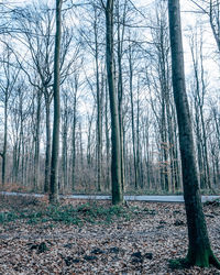 Bare trees in forest