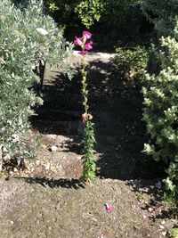 Close-up of pink flowering plant in back yard