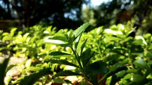 Close-up of leaves on sunny day