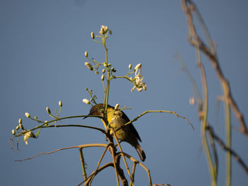 Low angle view of bird perching on tree against sky