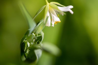 Close-up of raindrops on plant