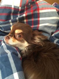 Portrait of a dog resting on sofa