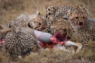 Cheetahs eating animal on field