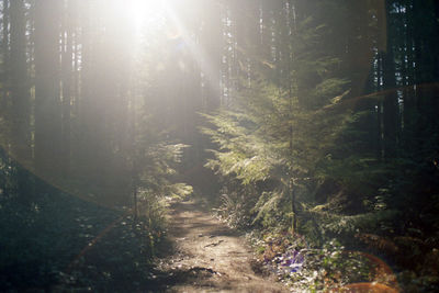 Sun shining through trees in forest