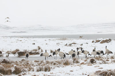 Black-necked cranes at frozen lakeshore against sky