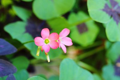 Close-up of pink flowers blooming outdoors