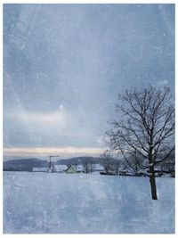 Bare trees on snow covered field